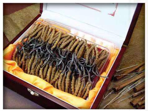 滦县冬虫夏草回收